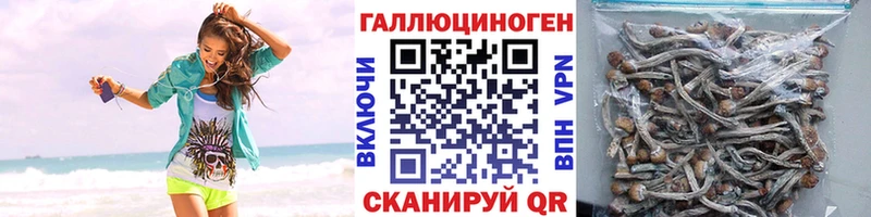 Галлюциногенные грибы GOLDEN TEACHER  площадка телеграм  Тулун 