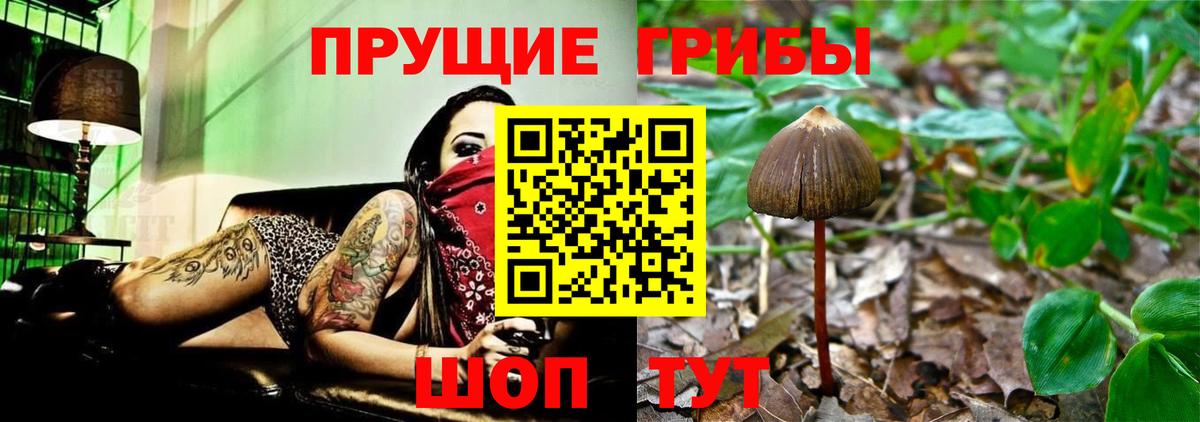 Псилоцибиновые грибы Psilocybe Тулун